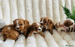 Cavalier King Charles Spaniel dogs for sale: Fully Health tested Cavalier King Charles Puppies  - Image 11