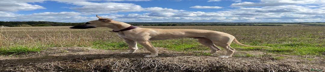 Whippet Puppy 1