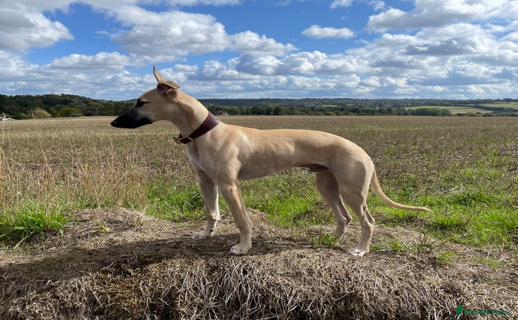Whippet dogs - Advert 4