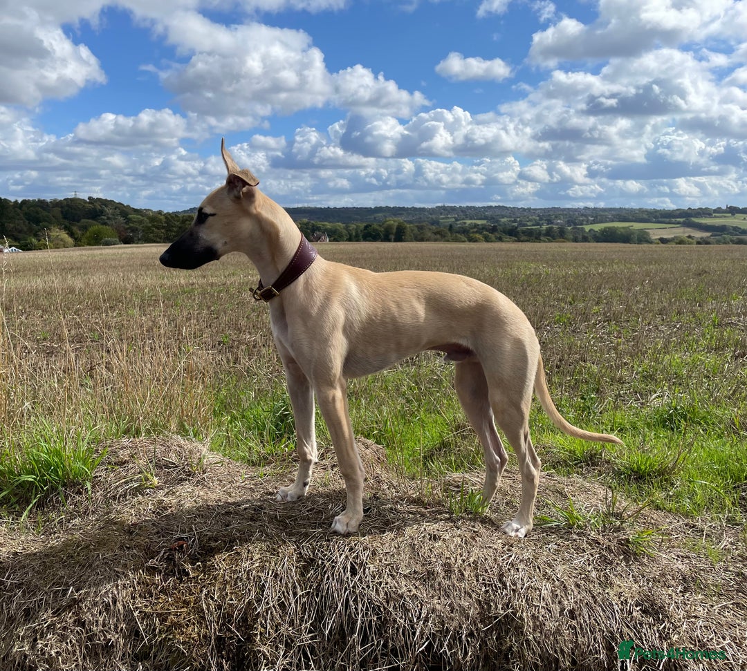 Whippet dogs for sale: 💛 Beautiful Whippet Puppy for His Forever Home ❤️ - Image 1