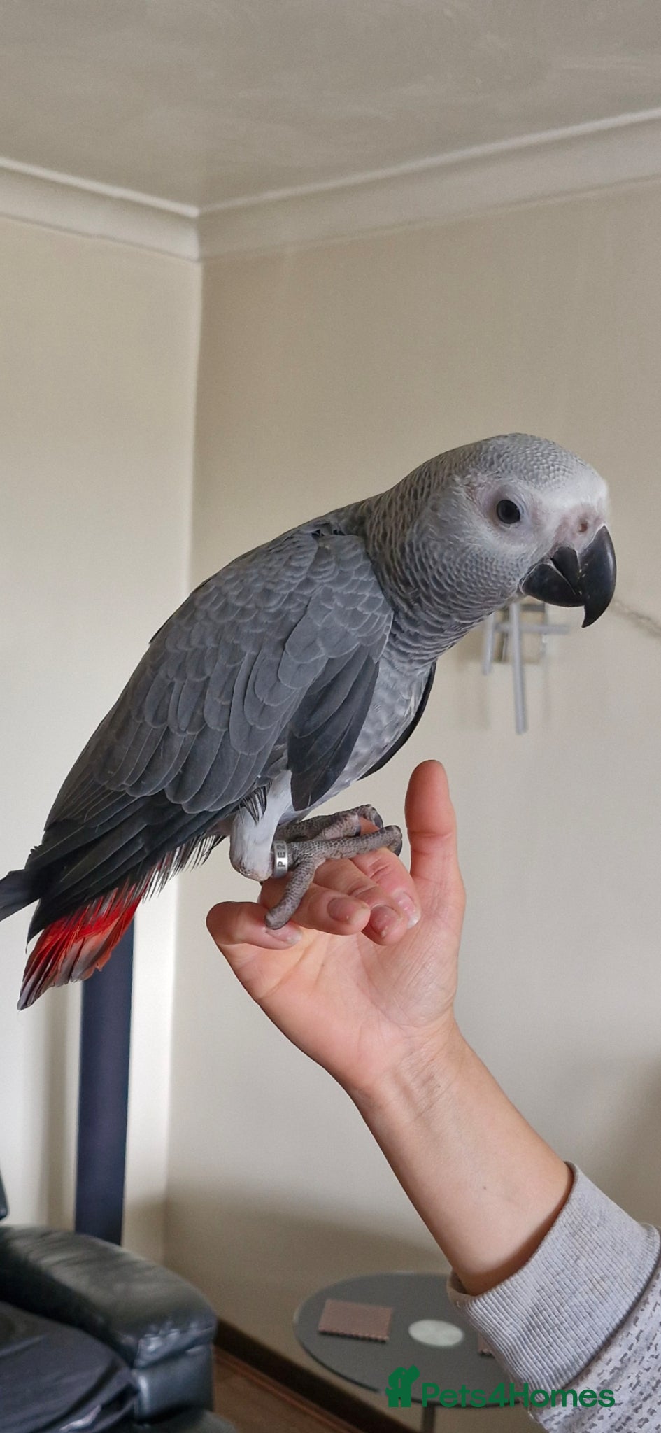 Parrots birds Hand reared congo African Grey  baby - Advert 16