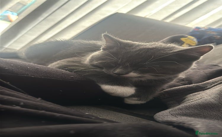 British Shorthair cats Kitten  - Advert 1