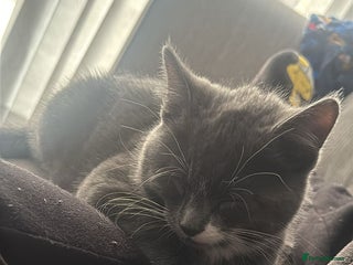 British Shorthair cats Kitten - Advert 1