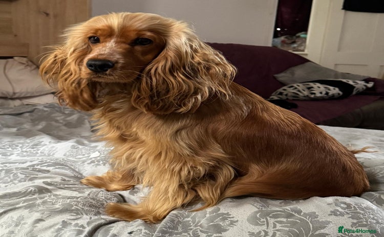 Cocker Spaniel dogs - Advert 2
