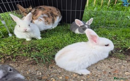 Mini Lop rabbits for sale: Beautiful mini lop cross rex kits  - Image 5