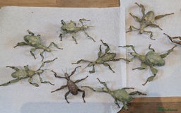 Stick Insects invertebrates for sale: Macleay's/ giant pricklies (Extatosoma tiaratum) - Image 8