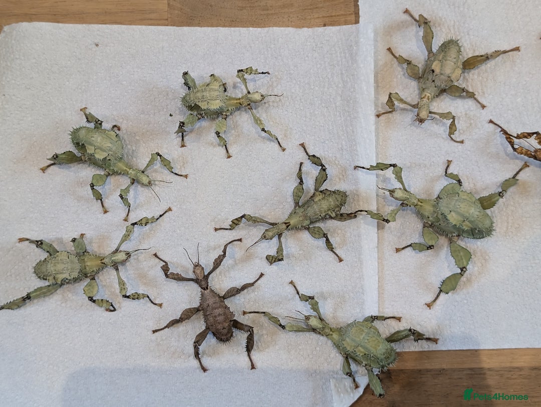 Stick Insects invertebrates for sale: Macleay's/ giant pricklies (Extatosoma tiaratum) - Image 8