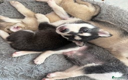 Siberian Husky dogs for sale: 6 hand reared husky babies  - Image 2