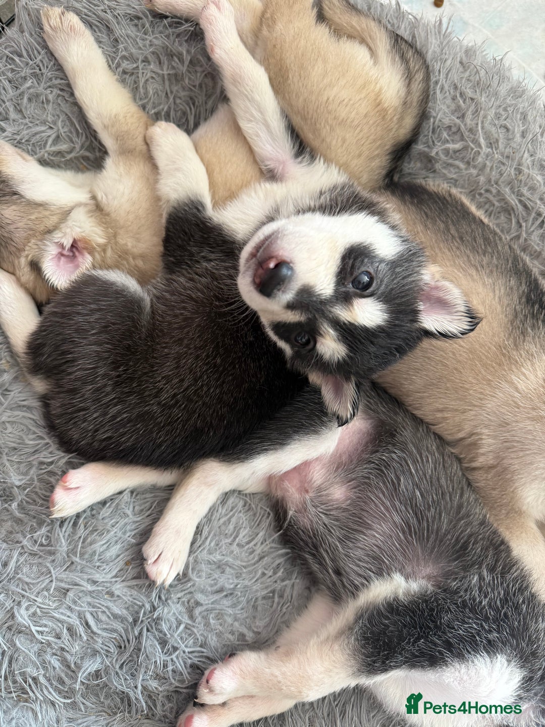 Siberian Husky dogs for sale: 6 hand reared husky babies  - Image 2