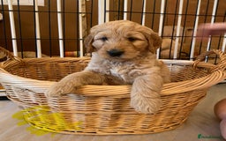 Goldendoodle dogs for sale: Golden doodle puppies ready 12th September  - Image 25