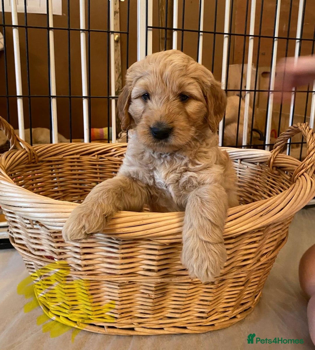 Goldendoodle dogs for sale: Golden doodle puppies ready 12th September  - Image 25