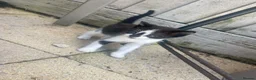 Mixed Breed cats for sale:    🐾 Beautiful Black & White Kittens 🐾 - Advert 5