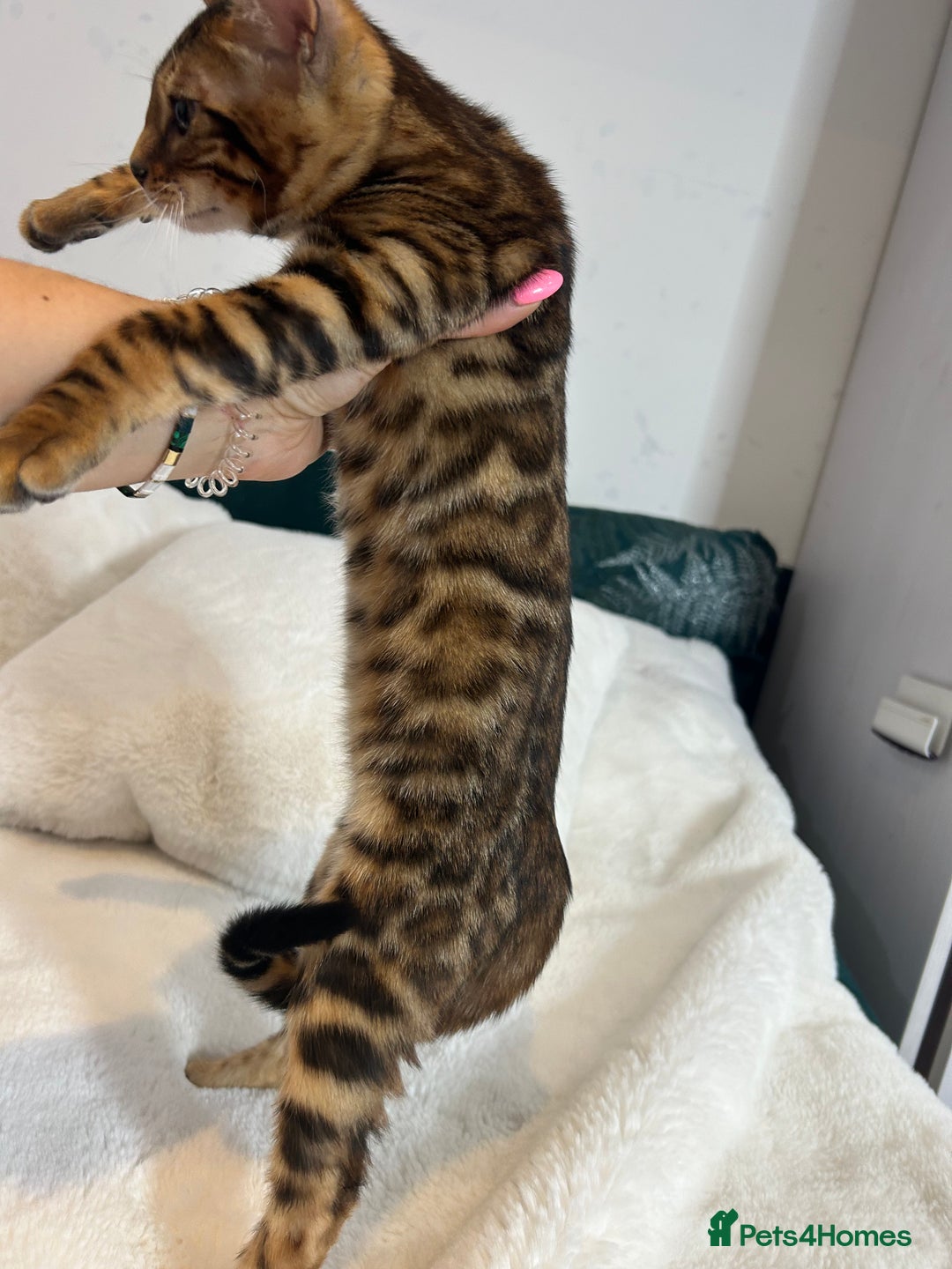 Bengal cats for sale: Champion bloodline Bengal kittens - Advert 10