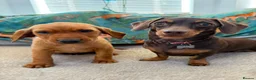 Labrador Retriever dogs for sale: Pedigree Puppies from a Family Home - Advert 12