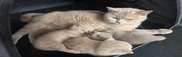 British Shorthair cats for sale: ❤️TICA CHUNKY BABIES❤️ - Advert 2