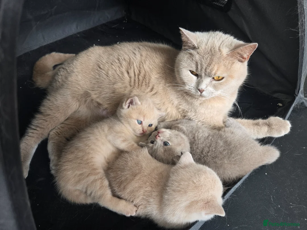 British Shorthair cats for sale: ❤️TICA CHUNKY BABIES❤️ - Advert 2