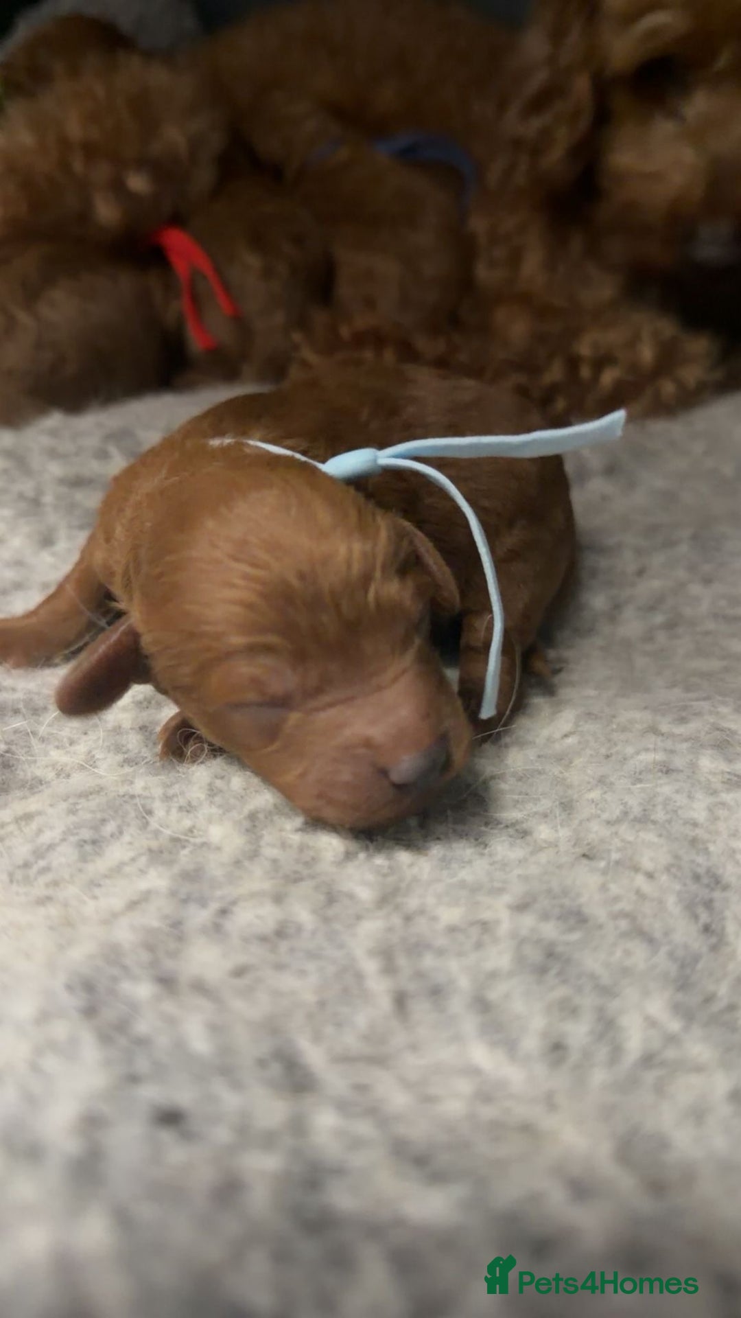 Toy Poodle dogs for sale: Tiny deep red toy poodle, kc dna health clear   - Advert 6