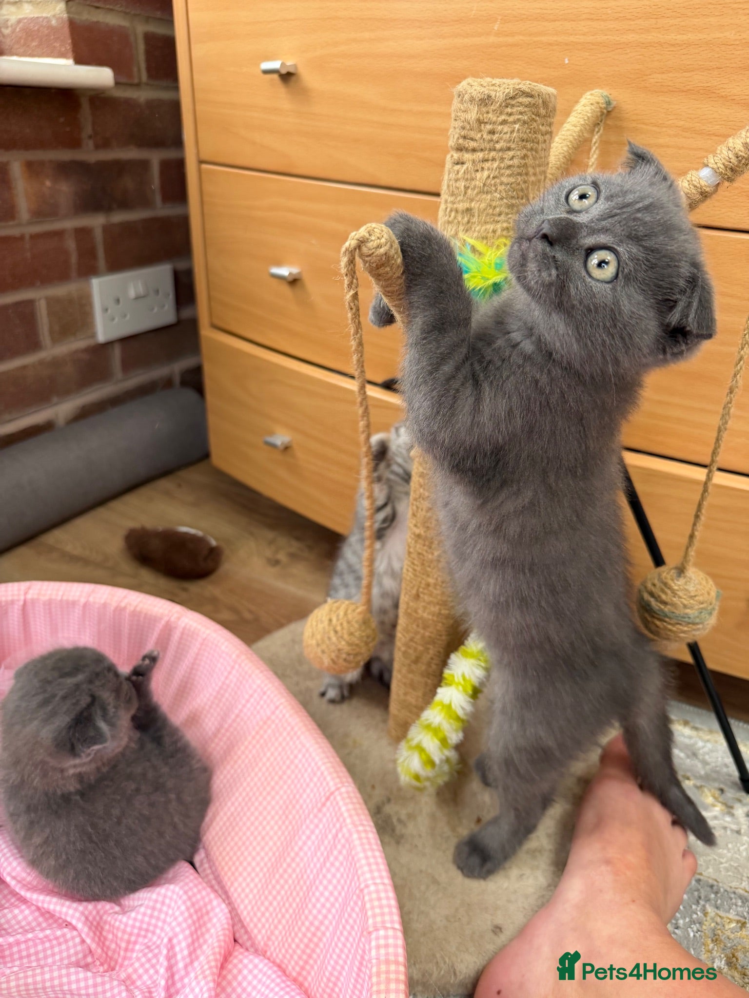 Scottish Fold cats Reduced!Last  girls ❤️Lovely scotish kittens💕💕💕 - Advert 2