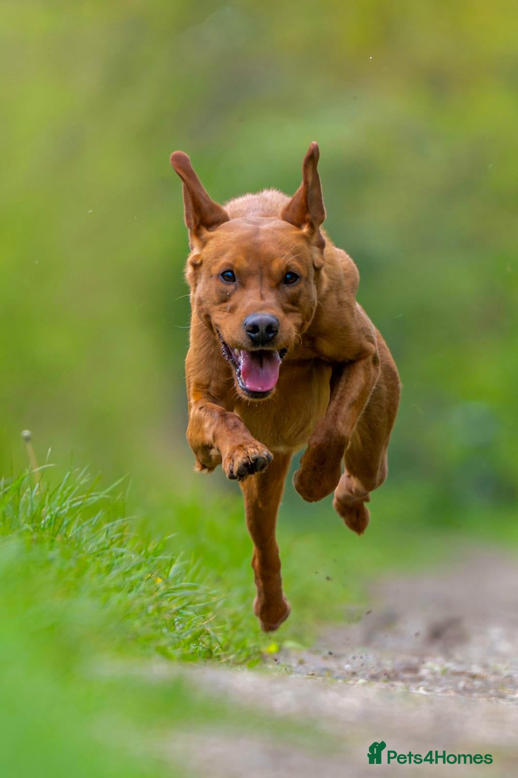 Labrador Retriever dogs Kc Regestered fully health tested labrador stud in Newark - Advert 2