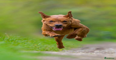 Labrador Retriever dogs in Newark - Advert 14