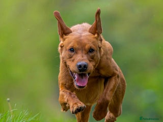 Labrador Retriever dogs in Newark - Advert 5