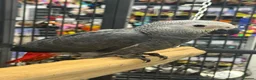 Parrots birds for sale: Gorgeous handreared tame baby African Greys  - Advert 4