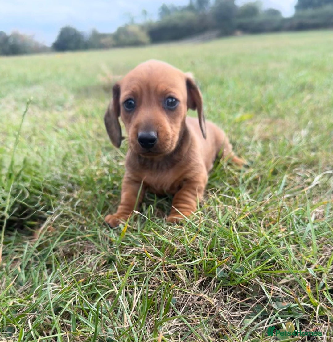 Miniature Dachshund dogs for sale: Adorable miniature dachshund puppies 💞💙 - Image 5