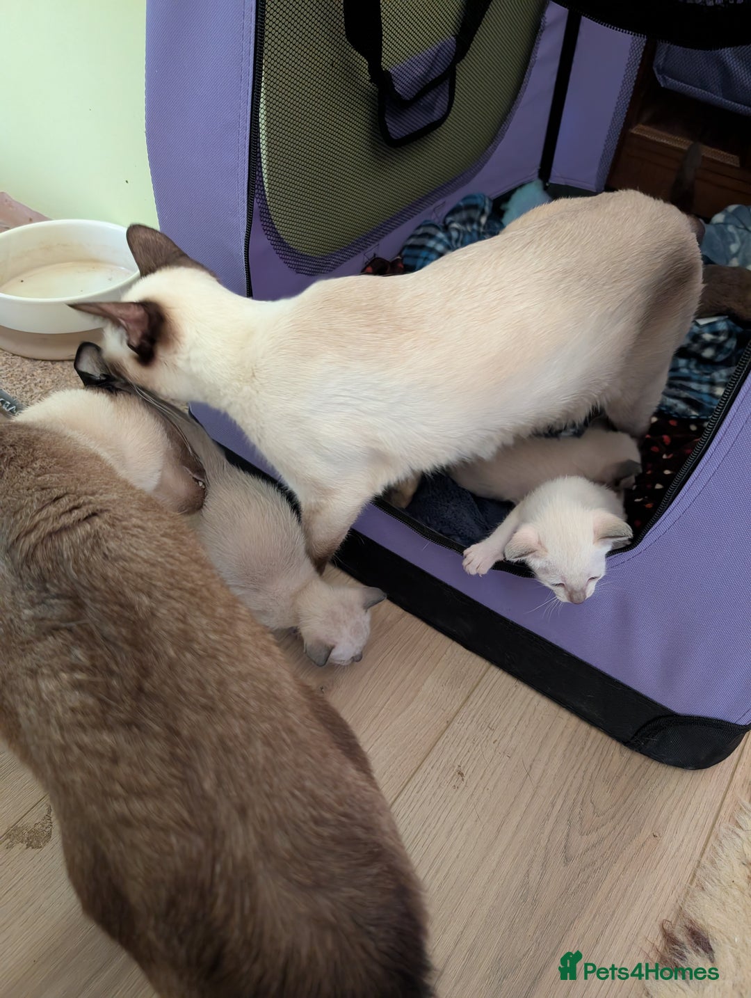 Siamese cats for sale: 2 Kittens available  - Image 7
