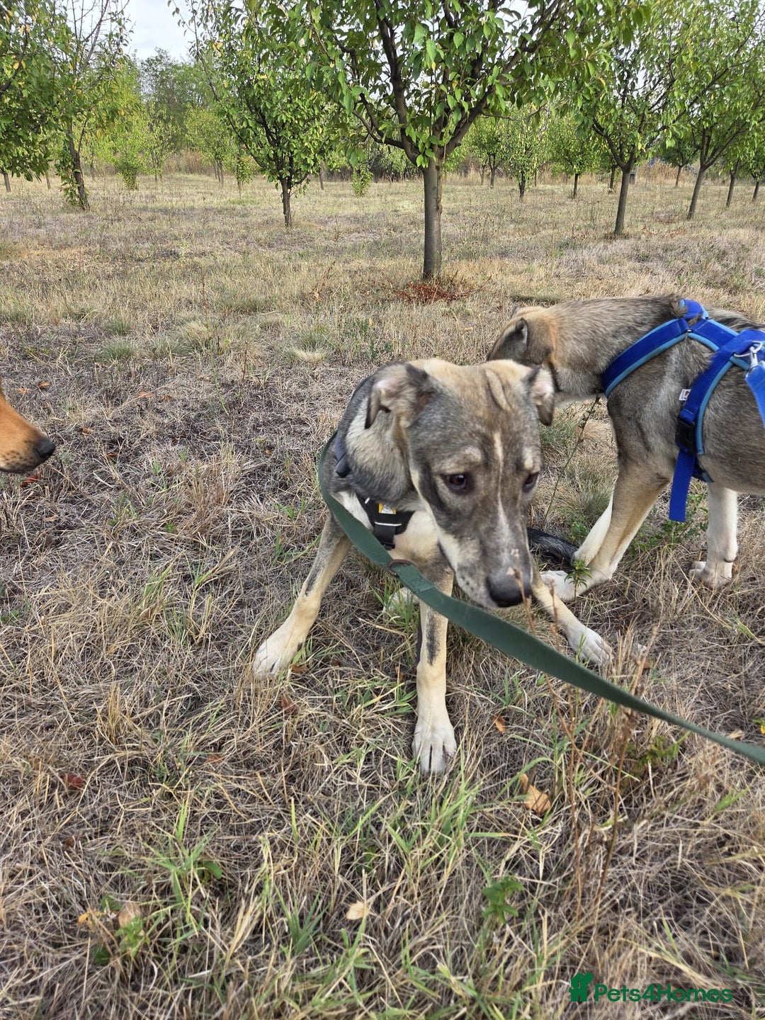 Mixed Breed dogs for adoption: Sweet, Friendly Young RUBY - for a Loving Family - Advert 10