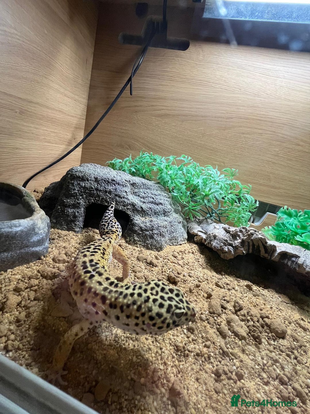 Gecko reptiles for sale: Leopard Gecko  - Advert 3