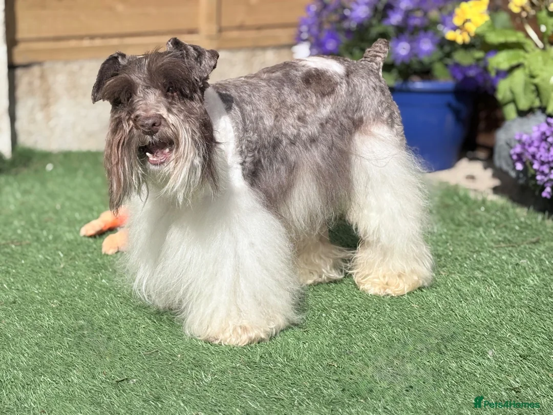 Miniature Schnauzer dogs for sale: Beautiful Chocolate Parti Miniature Schnauzers - Advert 12