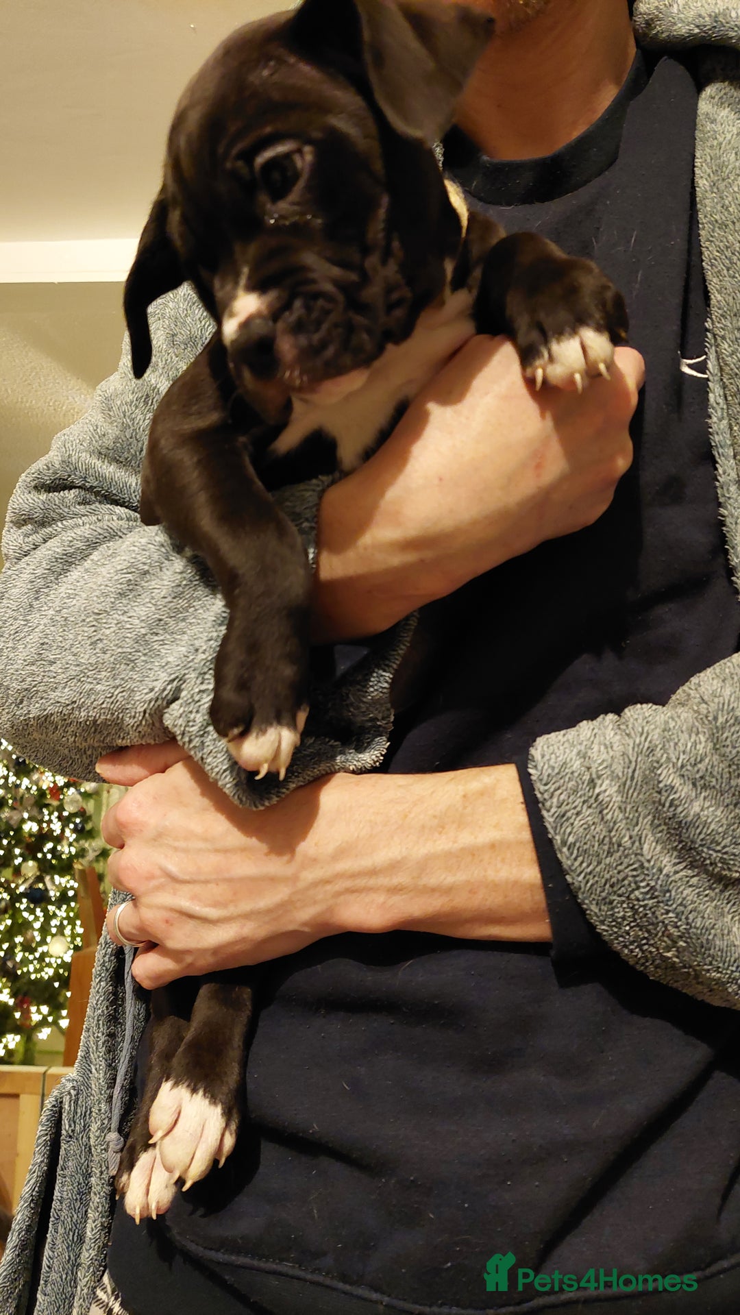 Mixed Breed dogs for sale: Cane Corso cross American bulldog puppy's  - Advert 24