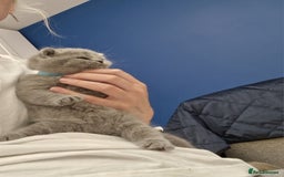 British Shorthair cats for sale: 💙British Shorthair and Long.. Blue kittens ❤️💛💚 - Image 27