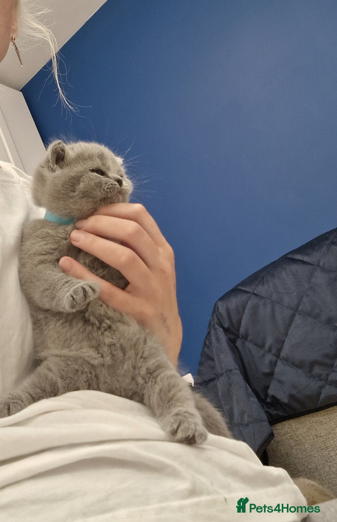 British Shorthair cats for sale: 💙British Shorthair and Long.. Blue kittens ❤️💛💚 - Image 27
