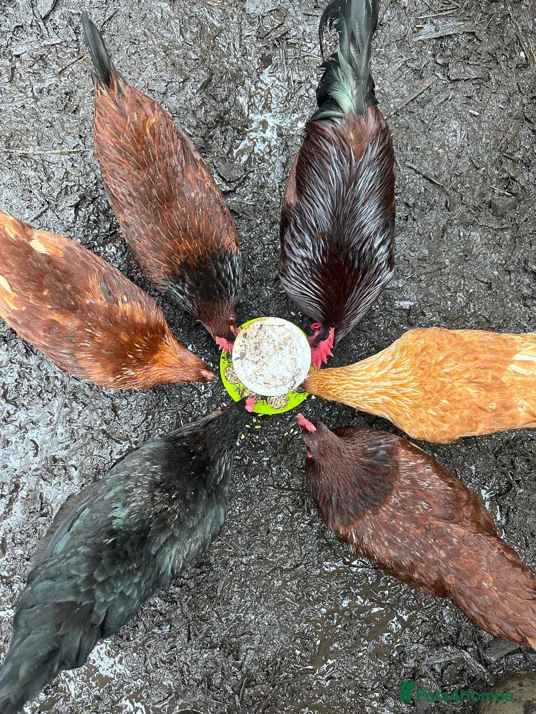 Chickens poultry for sale: Chicken & Duck Hatching Eggs - Advert 2