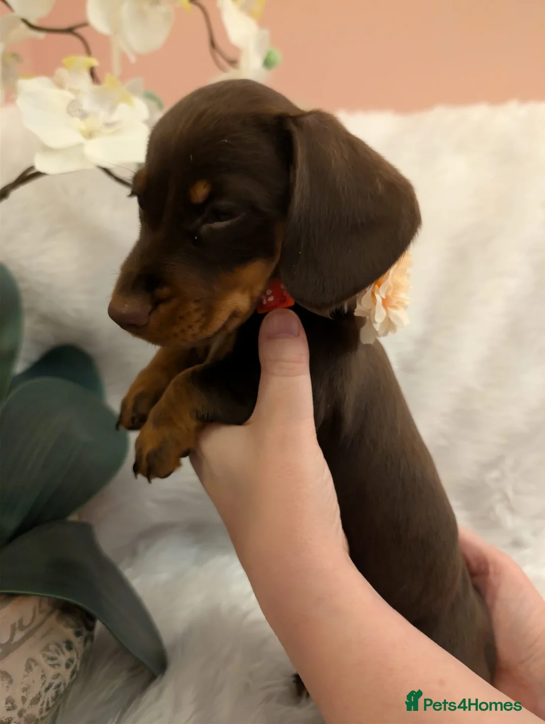 Miniature Dachshund dogs for sale: Miniature Dachshund Ready Now - Advert 33