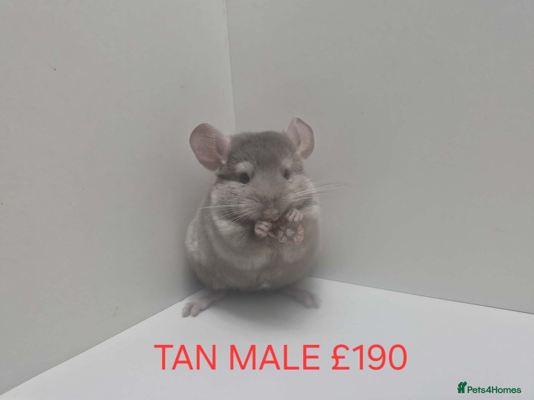 Chinchilla rodents for sale: STUNNING BABIES CHINCHILLA MIX COLOURS AND GENDER  - Advert 2