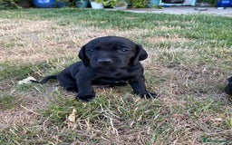 Mixed Breed dogs for sale: Italian Segugio/labrador Easter Love Affair - Image 10