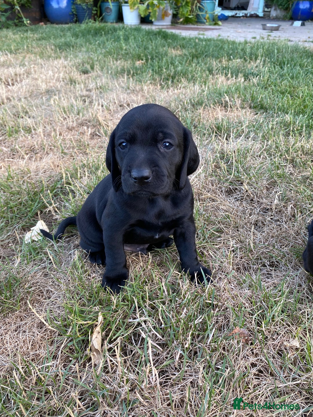 Mixed Breed dogs for sale: Italian Segugio/labrador Easter Love Affair - Image 10
