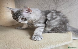 Maine Coon cats for sale: READY NOW Maine Coon Kitten Russian/Shaded lines in Hull - Image 26