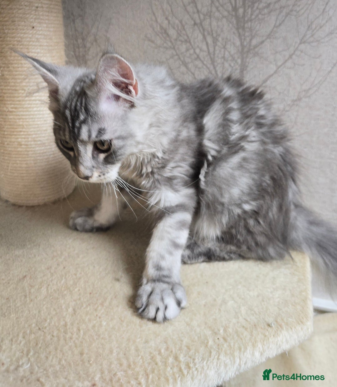 Maine Coon cats for sale: READY NOW Maine Coon Kitten Russian/Shaded lines in Hull - Image 26