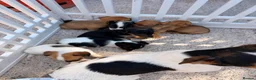 Jack Russell dogs for sale: Jack Russell puppies  - Advert 3