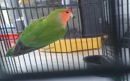 Lovebirds birds for sale: Lovebirds for sale  - Image 2