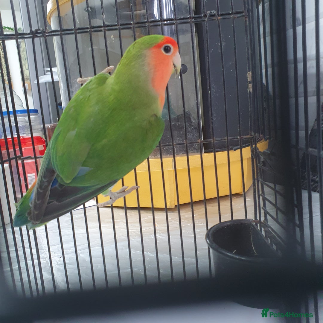 Lovebirds birds for sale: Lovebirds for sale  - Image 2