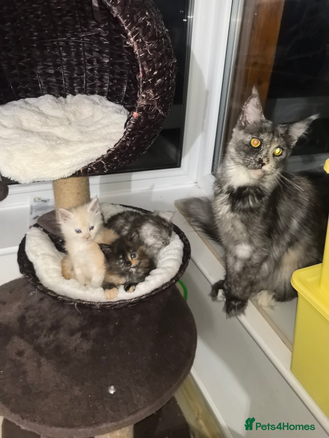 Maine Coon cats for sale: kittens Main Coon - Advert 10