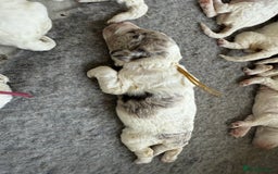 Labradoodle dogs for sale: Therapy breeder 5th gen miniature F1bbbb - Image 22