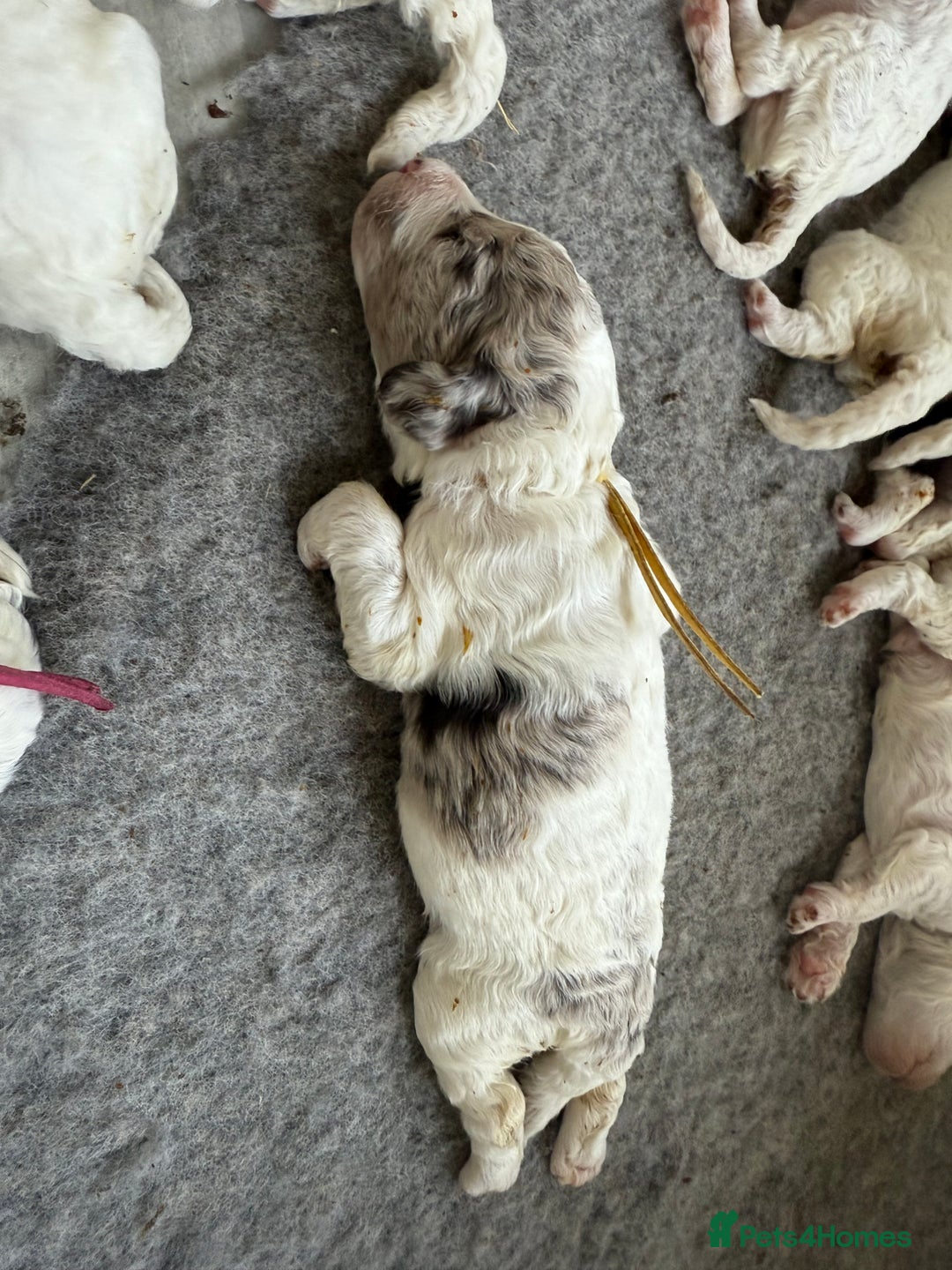 Labradoodle dogs for sale: Therapy breeder 5th gen miniature F1bbbb - Image 22