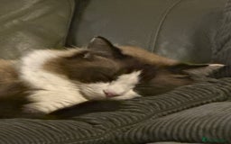 Ragdoll cats for sale: 2 boy Ragdoll’s father and son  - Image 7
