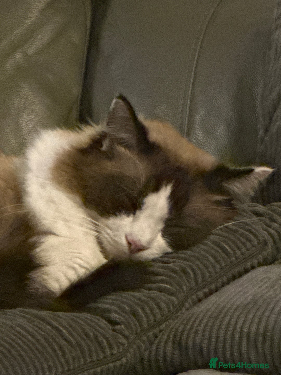Ragdoll cats for sale: 2 boy Ragdoll’s father and son  - Image 7