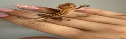 Gecko reptiles for sale: Crested gecko for sale  - Advert 9
